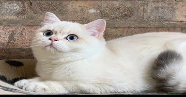 British Shorthair cats - Advert 3