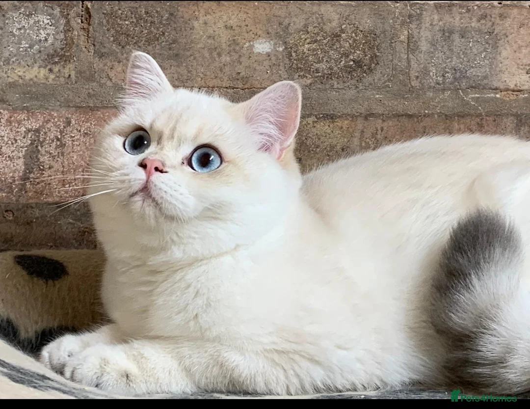 British Shorthair cats for stud: Stuning golden colourpoint \ Russian import stud  - Advert 3