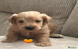 Schnoodle dogs for sale: 5 Adorable Schnoodle Puppies ❤️🩷💚💙🧡 - Image 24