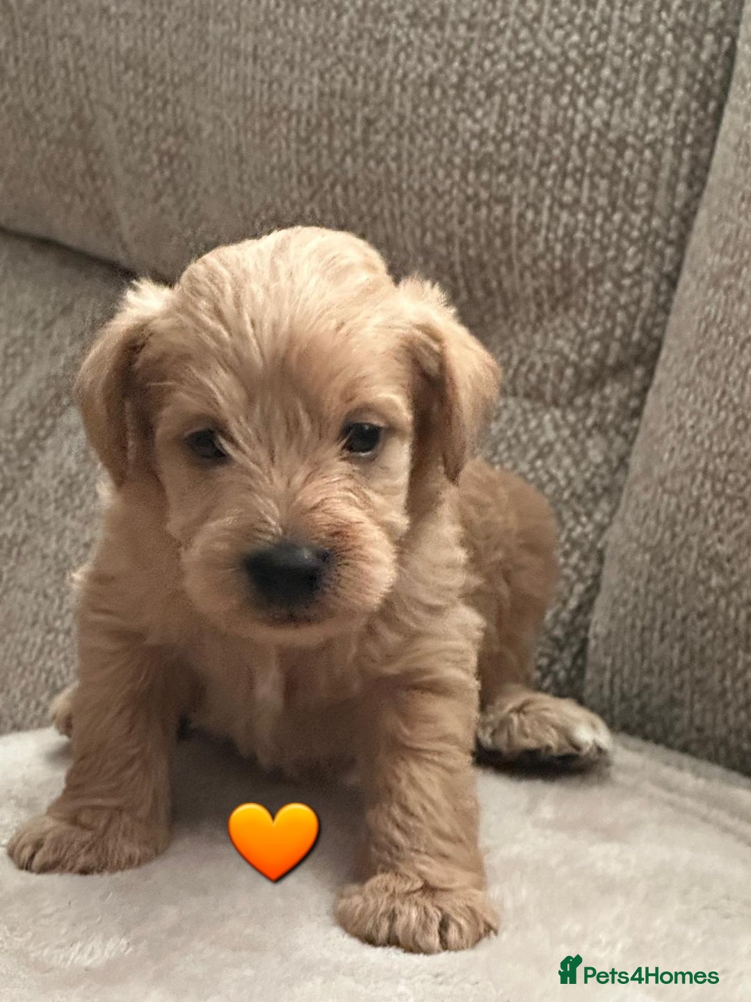 Schnoodle dogs for sale: 5 Adorable Schnoodle Puppies ❤️🩷💚💙🧡 - Image 24