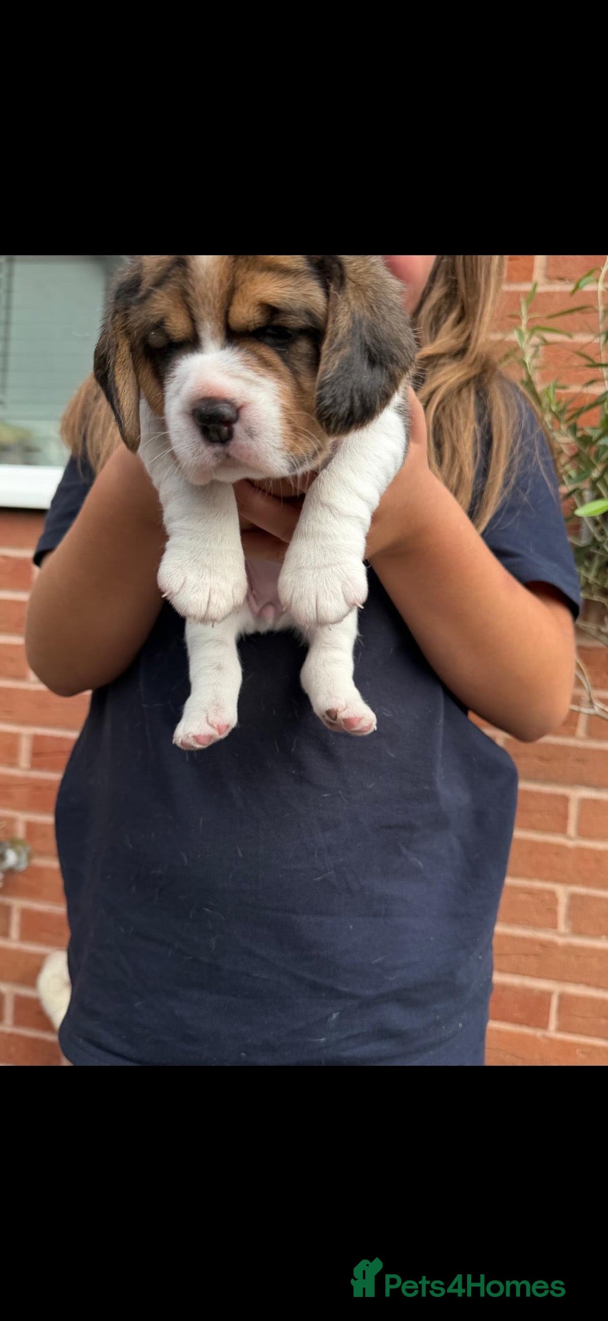 Beagle dogs Beagle pups  - Advert 1