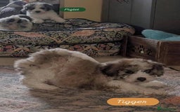 Poochon dogs for sale: Poochon pups stunning Rare colours - Image 15