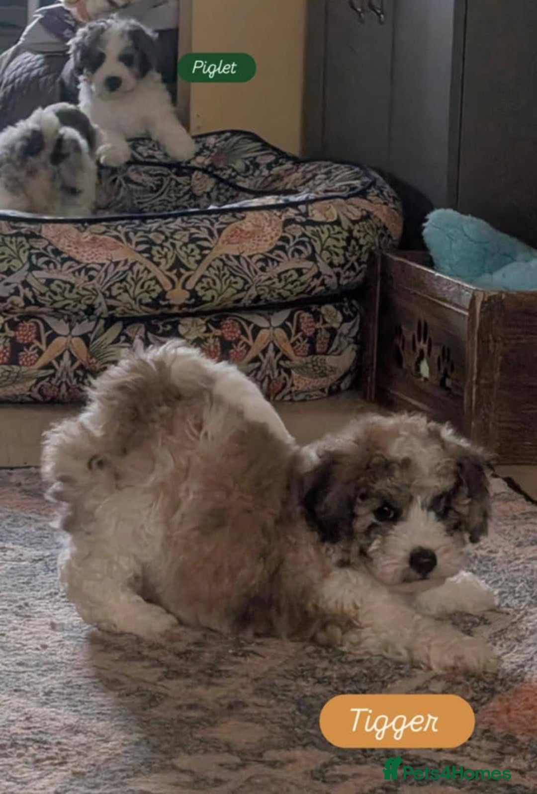 Poochon dogs for sale: Poochon pups stunning Rare colours - Image 15