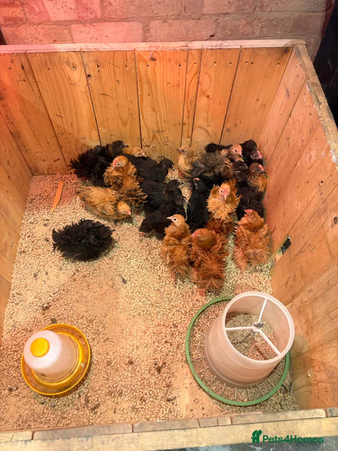 Chickens poultry for sale: Pekin bantams  in Waterlooville - Advert 2