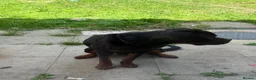 Rottweiler dogs for sale: German Boxed Head Rottweiler Male 1year + - Advert 6