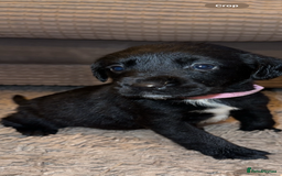 Springador dogs for sale: Gorgeous Springador’s looking for new homes!  - Image 6