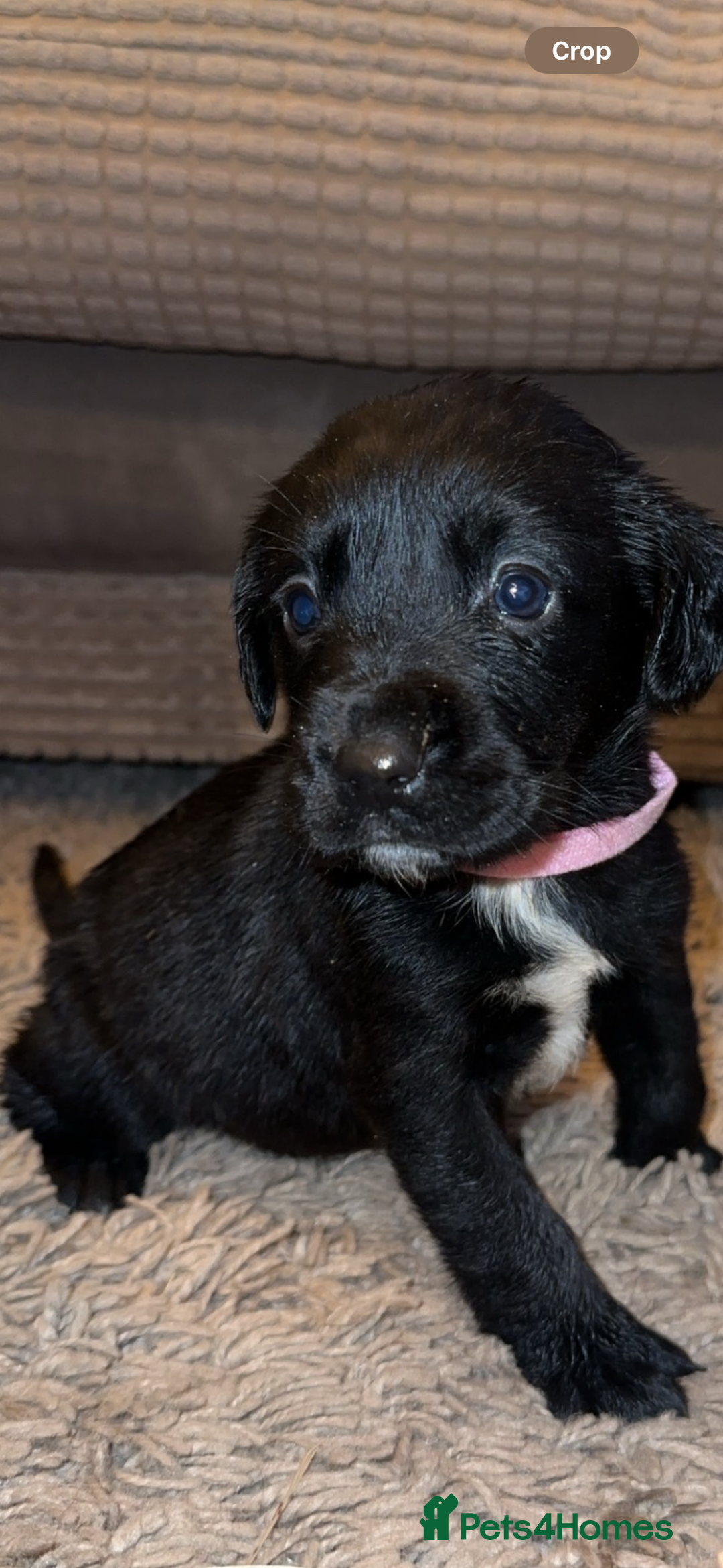 Springador dogs for sale: Gorgeous Springador’s looking for new homes!  - Image 6