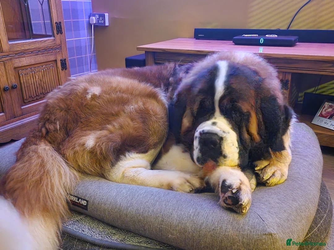 Saint Bernard dogs for sale: Adorable Teddy - Advert 1
