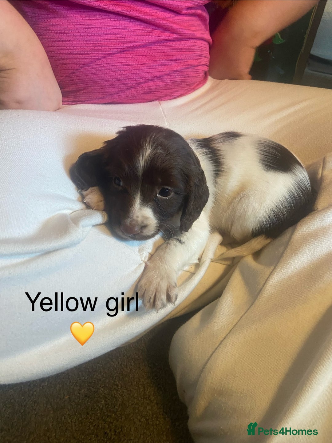 English Springer Spaniel dogs for sale: Springer spaniel puppies  - Advert 5