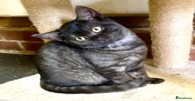 British Shorthair cats - Advert 13