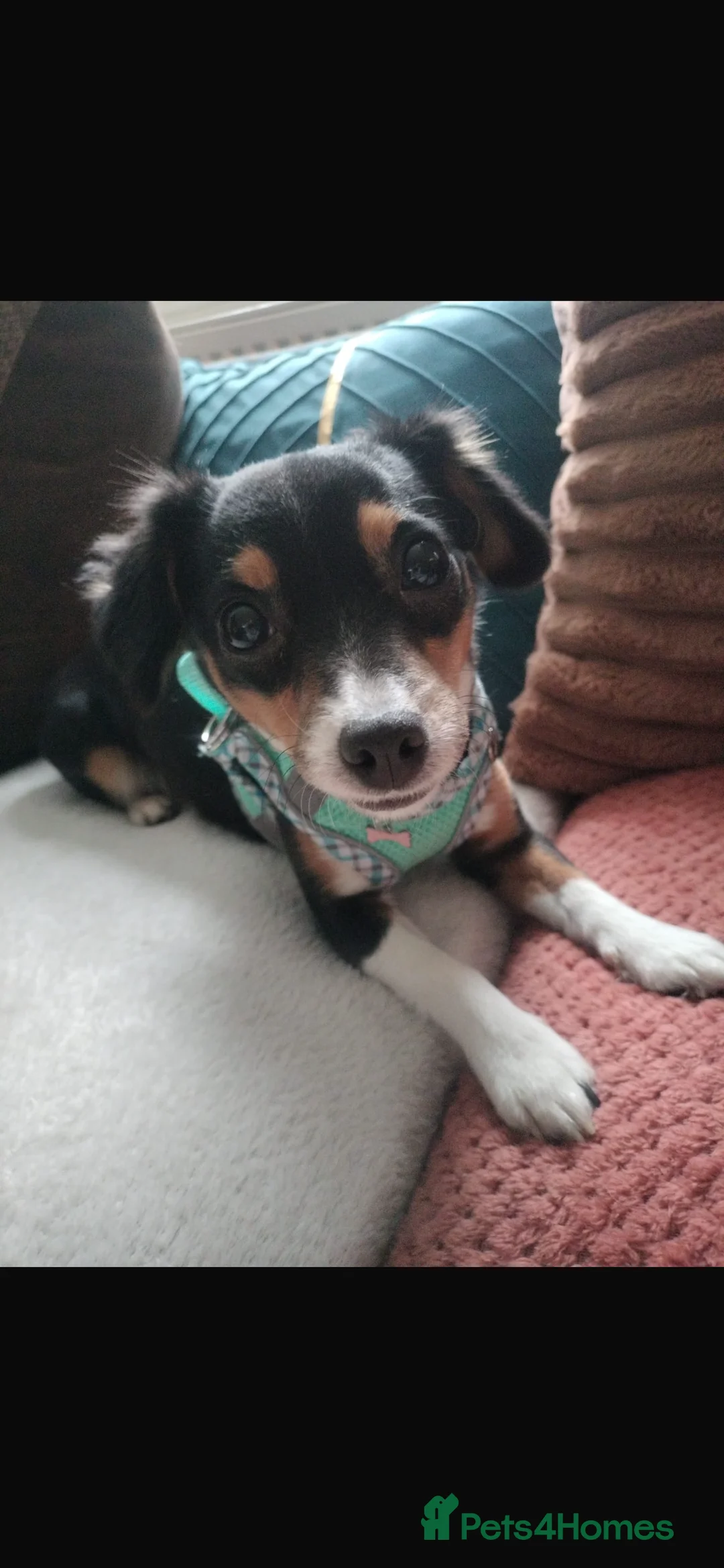 Jackshund dogs for sale: 10 month old puppy for sale in Holmfirth - Advert 2