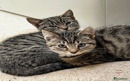 Mixed Breed cats for sale: 4 kittens looking for their forever homes  - Image 3