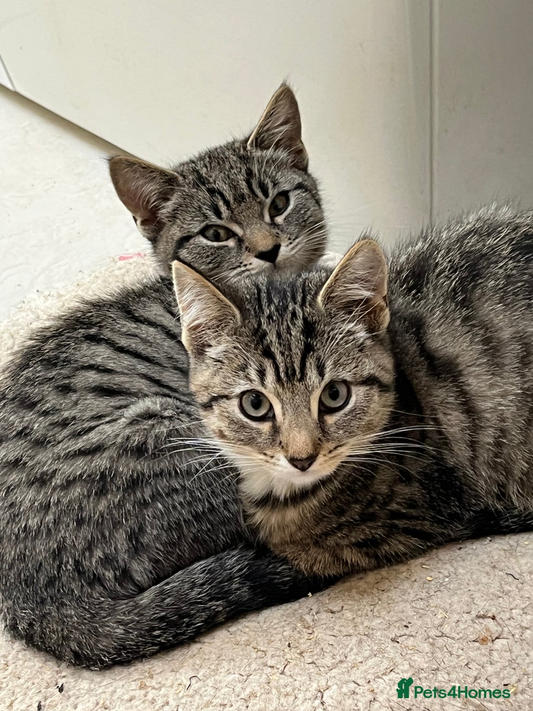 Mixed Breed cats for sale: 4 kittens looking for their forever homes  - Image 3