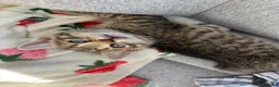 Mixed Breed cats for sale: 2 kittens left  in Bolton - Advert 5