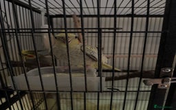 Cockatiels birds for sale: 4 cockatiels for sale - Image 3