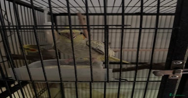 Cockatiels birds - Advert 12