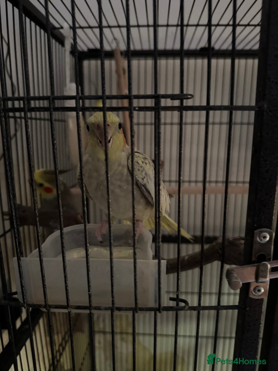 Cockatiels birds for sale: 4 cockatiels for sale - Image 3