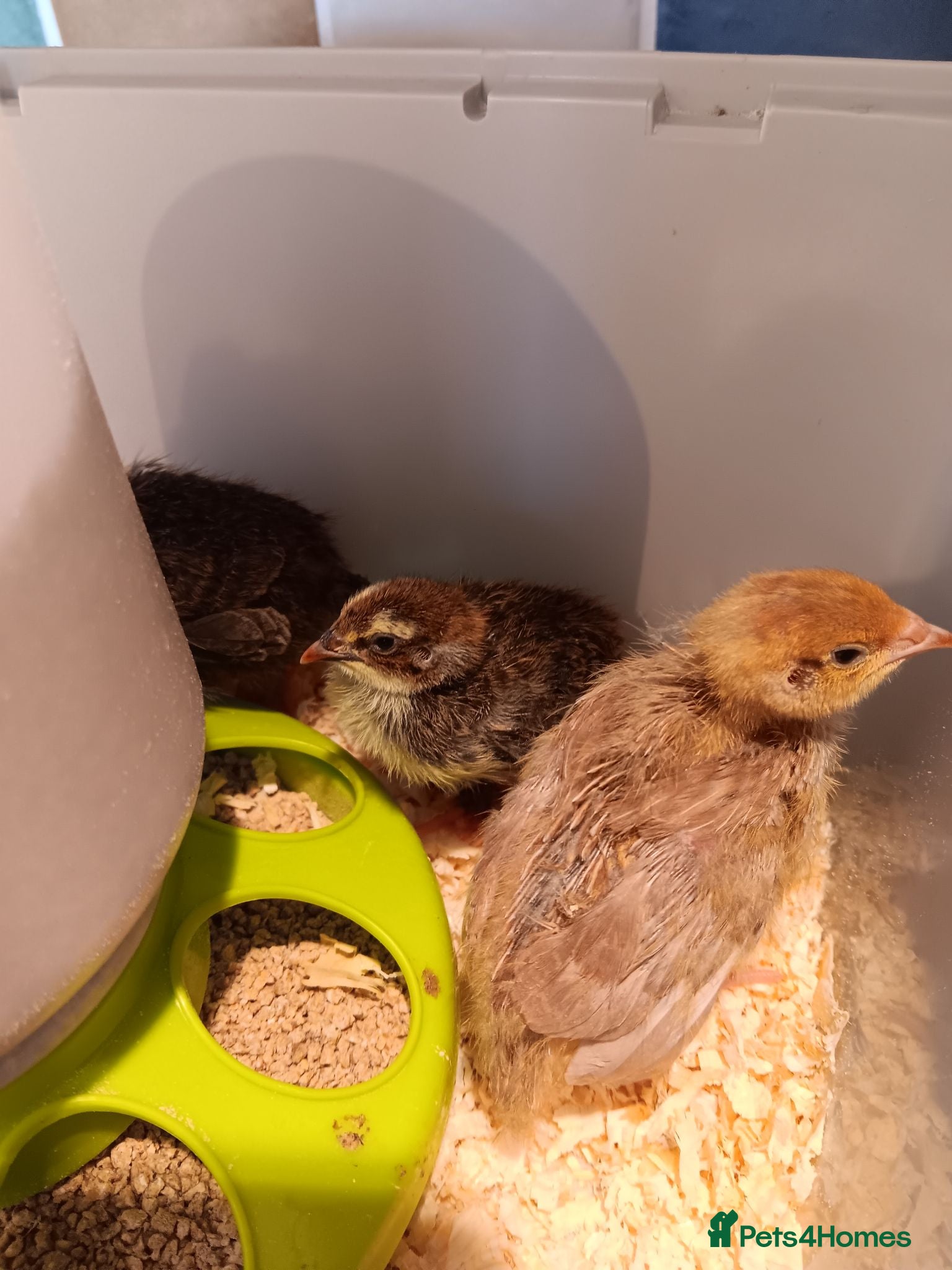 Quail poultry Baby Quail Chicks  - Advert 1