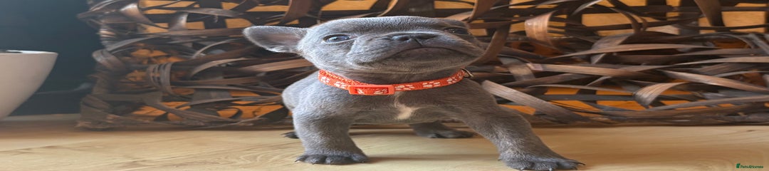 French Bulldog Puppy 4