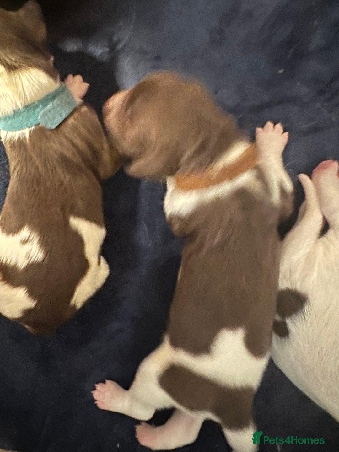 English Springer Spaniel dogs for sale: KC registered Springer Spainel  - Advert 25