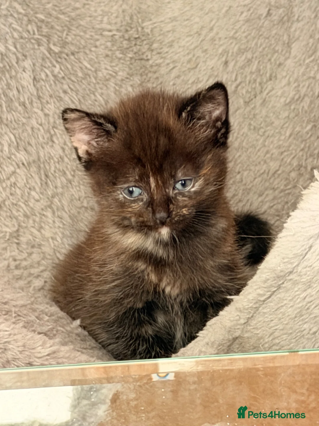 Mixed Breed cats for sale: 2 beautiful kittens for sale  - Advert 6