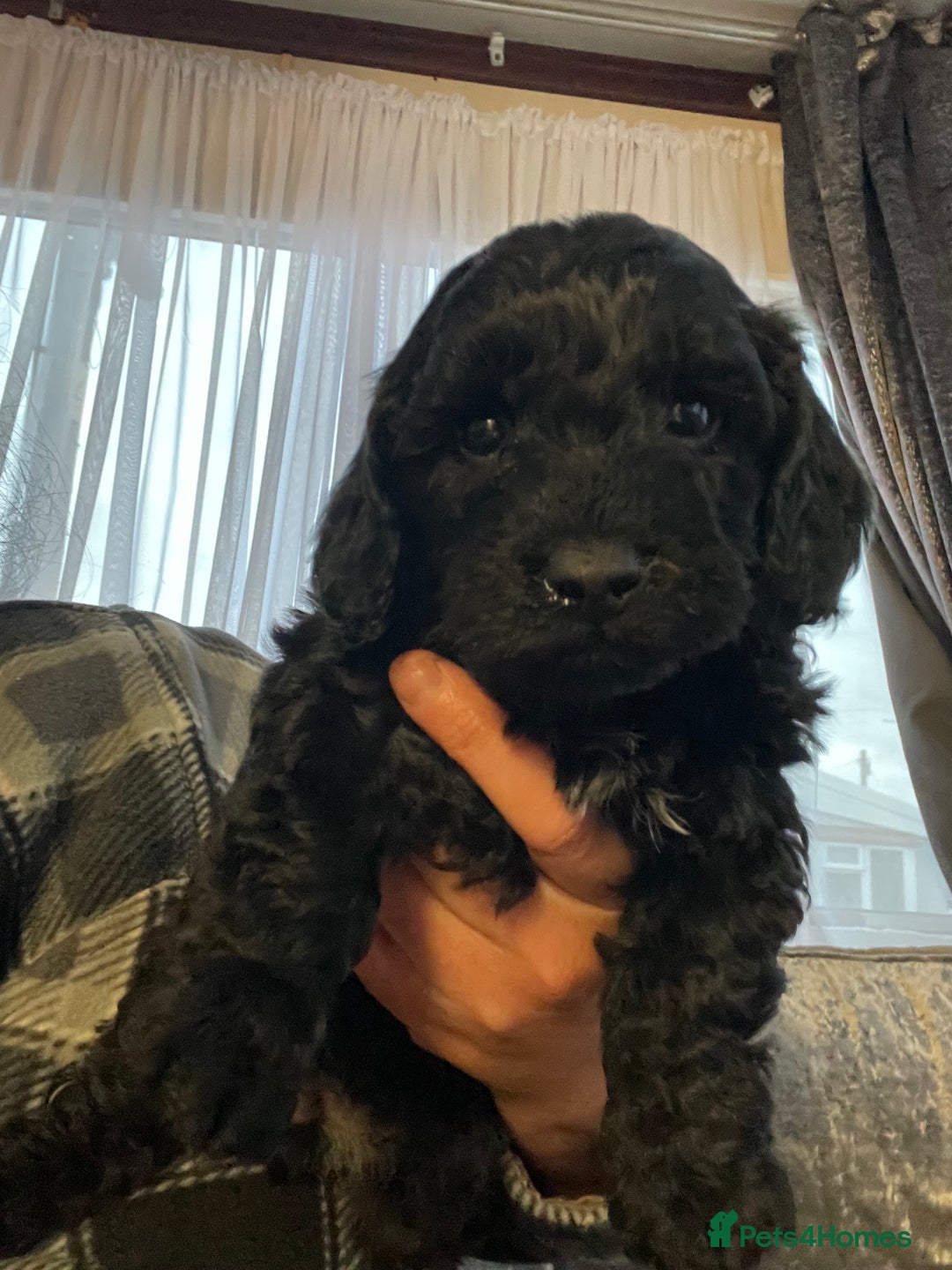 Cavapoo dogs for sale: F1b cavapoo male ready 7/12/25  - Advert 4