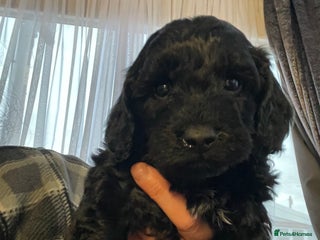 Cavapoo dogs F1b teddy bears 1 black male with white chest - Advert 6