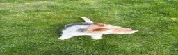 Fox Terrier dogs for sale: Fox terrier for sale in Darlington - Advert 2