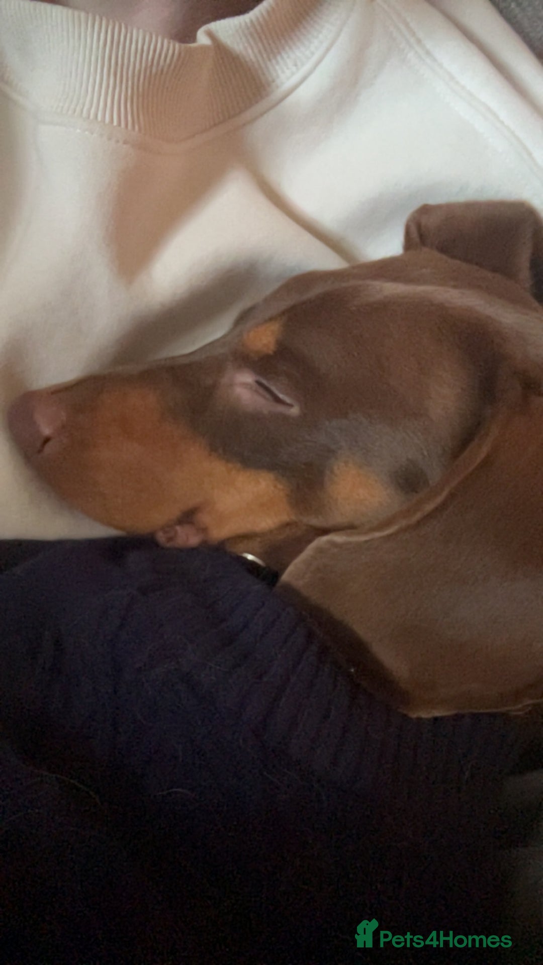 Dachshund dogs for sale: 2 and a half year old male - Advert 3