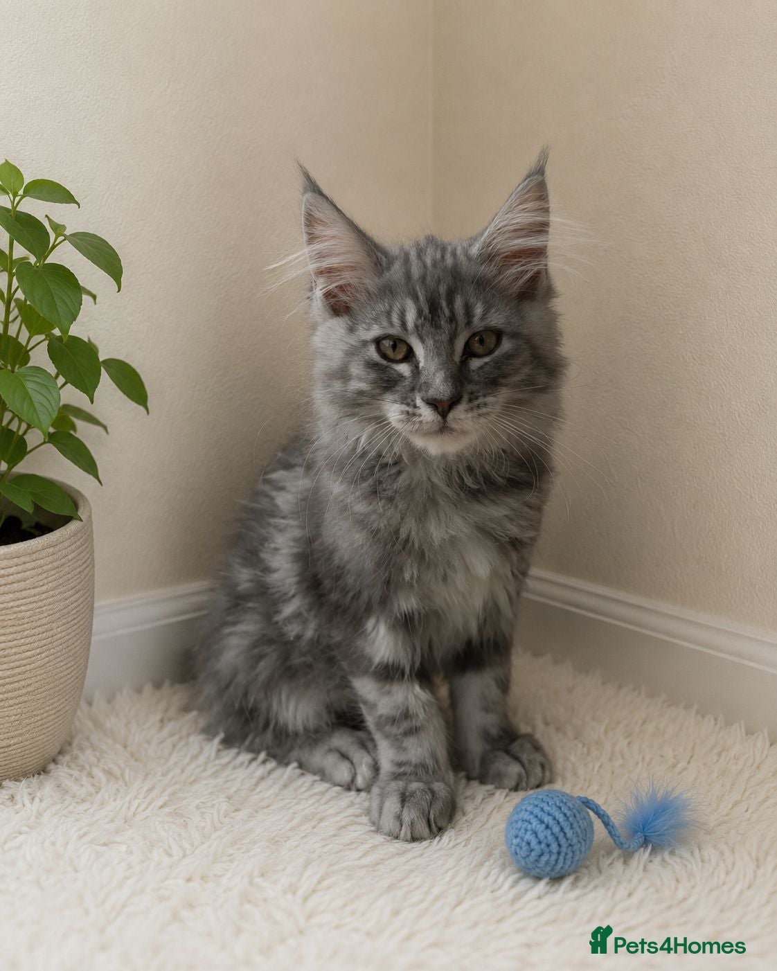 Maine Coon cats STUNNING MAINE COON KITTENS FOR SALE! - Advert 1