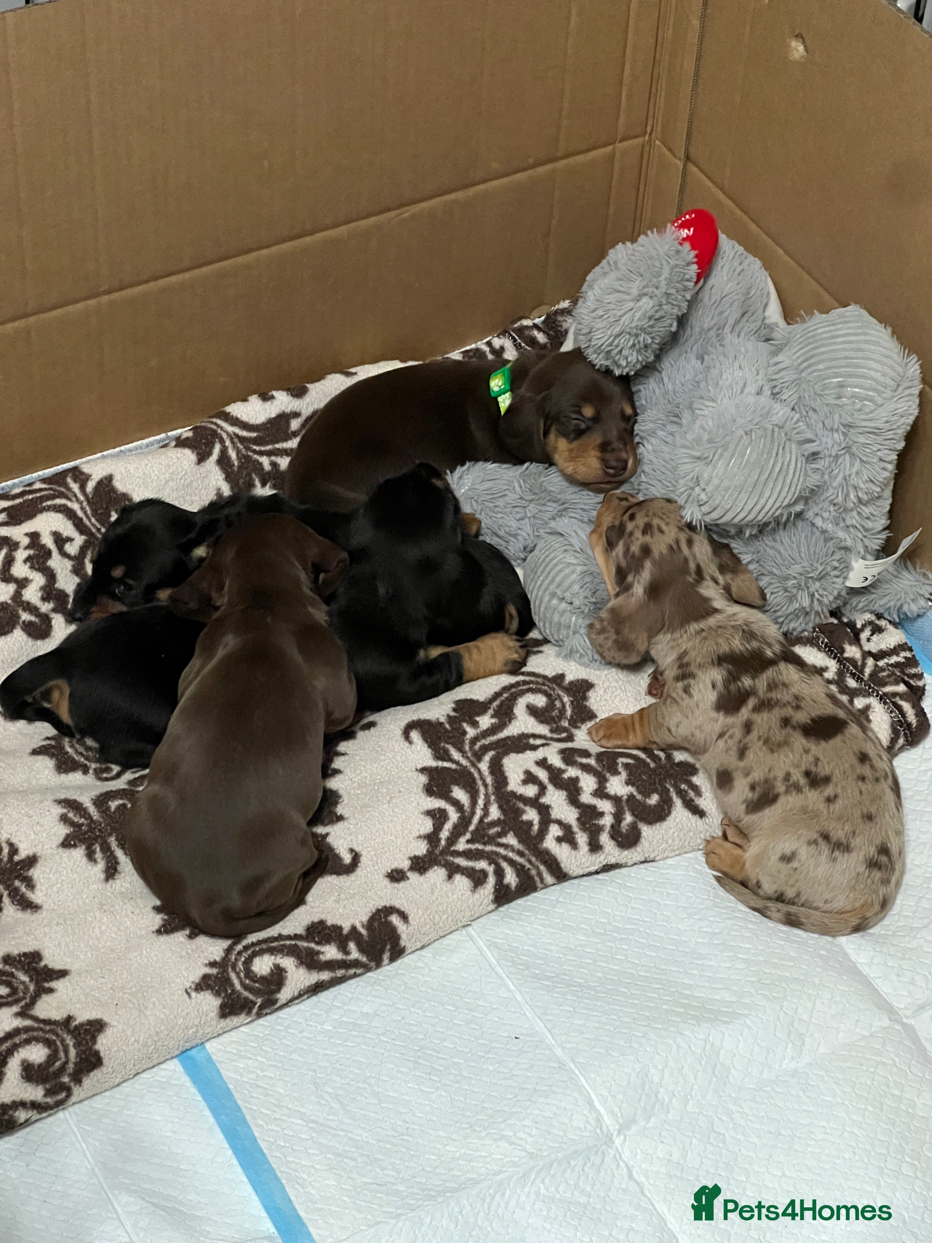 Miniature Dachshund dogs miniature dachshunds - Advert 4