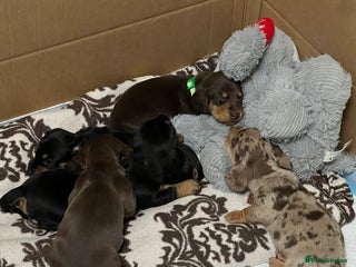 Miniature Dachshund dogs miniature dachshunds - Advert 1