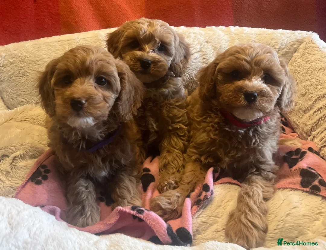 Cavapoochon dogs for sale: Cavapoochon p - Advert 1