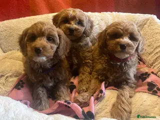 Cavapoochon dogs Cavapoochon p - Advert 9