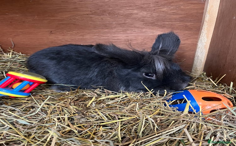 Lionhead rabbits - Advert 1