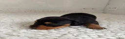 Miniature Dachshund dogs for sale: Ready KC Long-Haired Miniature Dachshund puppies  - Advert 22