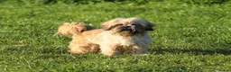 Shih Tzu dogs for sale: outstanding shih tzu boy  - Advert 1
