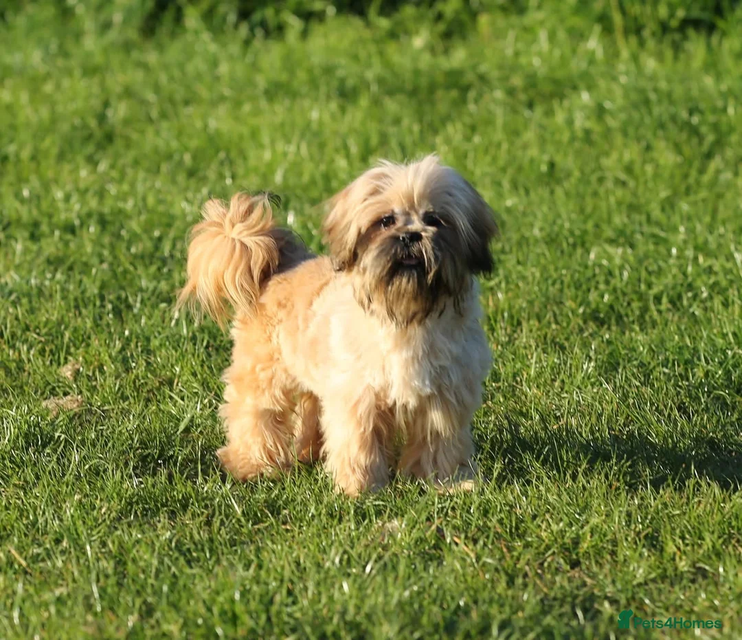 Shih Tzu dogs for sale: outstanding shih tzu boy  - Advert 1