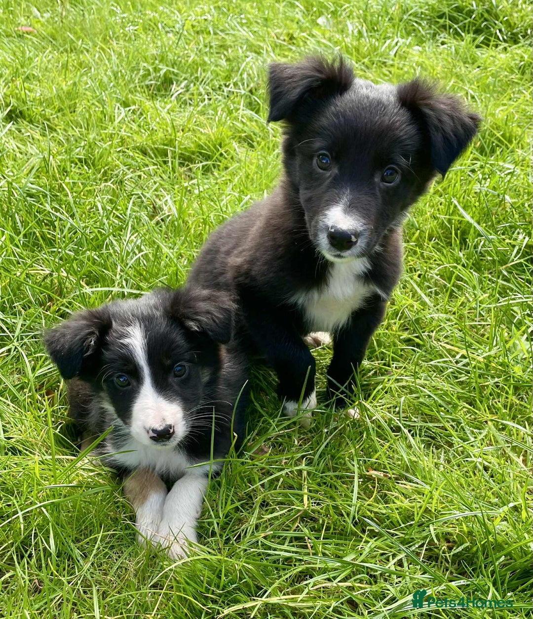 Border Collie dogs for sale: Beautiful Collie Puppies  - Image 18
