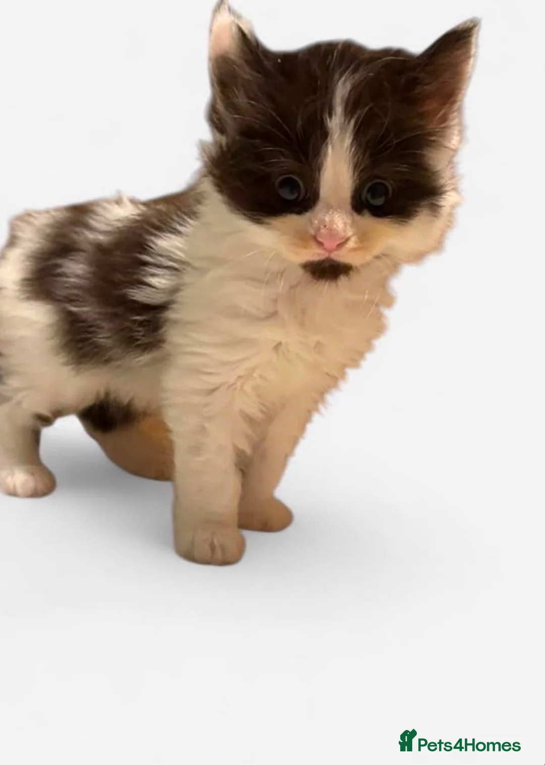 Mixed Breed cats for sale: 🐱7 beautiful kittens for sale! - Advert 2