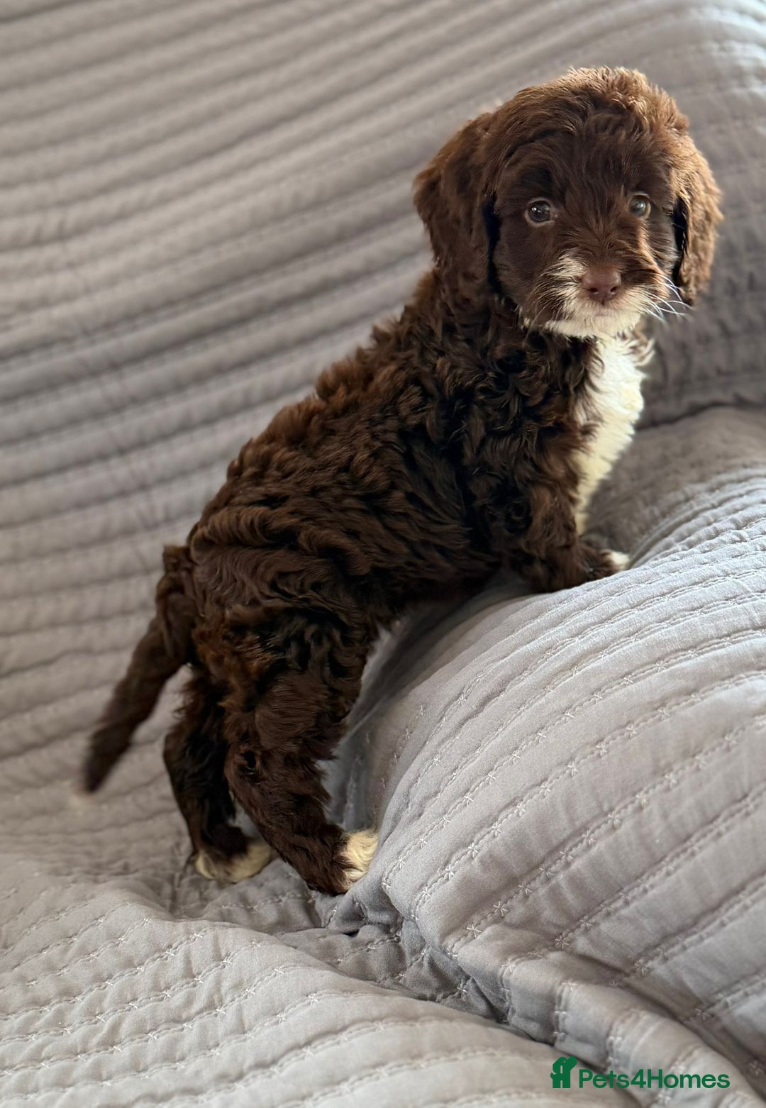 Cockapoo dogs for sale: Cockapoo puppies  - Advert 36