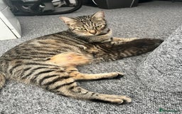Domestic Shorthair cats for sale: Domestic Cats for sale🐈🐈‍⬛ - Image 6