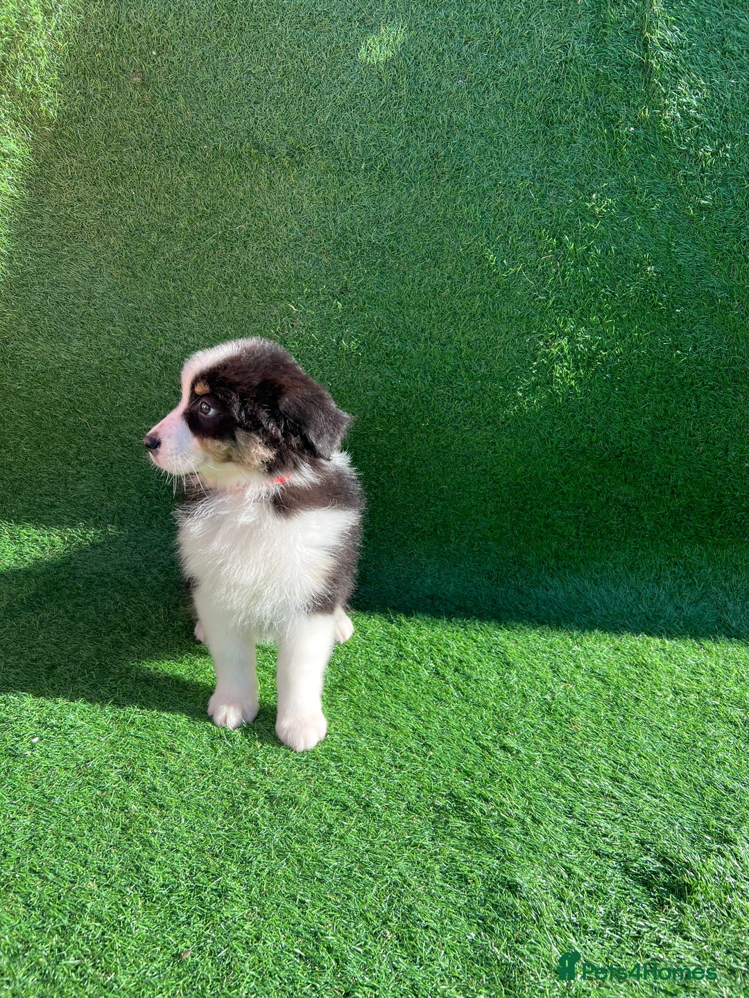 Australian Shepherd dogs for sale: Australia shepherd Kc puppies  - Image 8