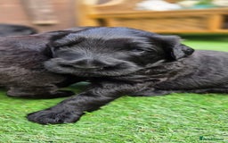 Russian Black Terrier dogs for sale: Russian Black Terrier  - Image 13
