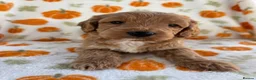 Cockapoo dogs for sale: Beautiful cockapoo puppys - Advert 3