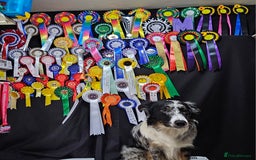 Border Collie dogs for stud: TRI BLUE MERLE BORDER COLLIE PROVEN STUD  - Image 1