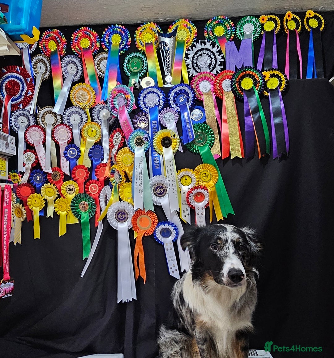 Border Collie dogs for stud: TRI BLUE MERLE BORDER COLLIE PROVEN STUD  - Image 1