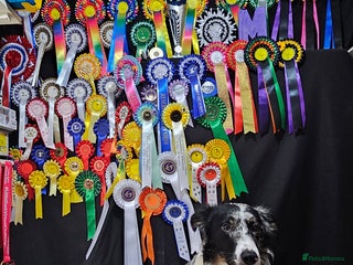 Border Collie dogs - Advert 7