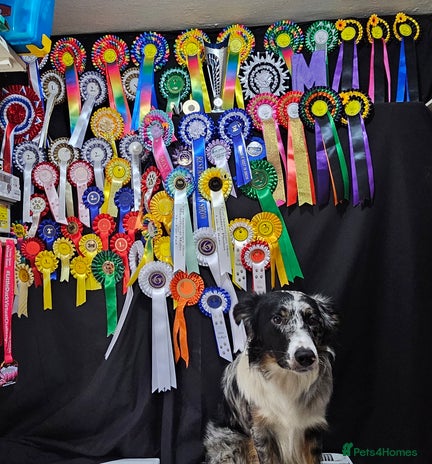 Border Collie dogs - Advert 1