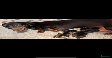 Miniature Dachshund dogs Stunning mini smooth dachshund pups  - Advert 6